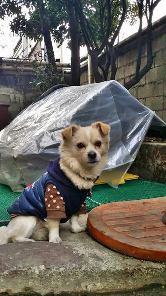 Cane Bianco Indossa Una Camicia Con Una Piccola Casa Sul — Foto Stock