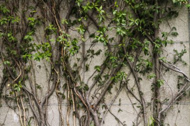 Taş duvar güzel ağaçlar vardır.