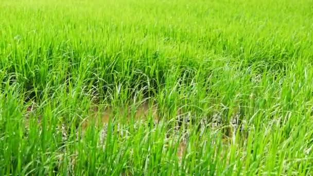 Рисовое Поле Зеленый Пейзаж Травы Фон Куколкой Слайдер Сцены — стоковое видео