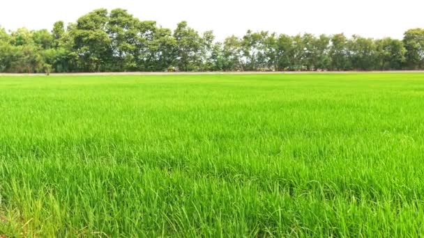 Reisfeld Grüne Graslandschaft Hintergrund Mit Dolly Schieberegler Szene — Stockvideo