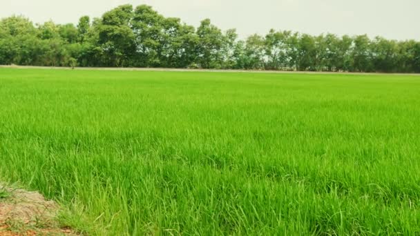 Reisfeld Grüne Graslandschaft Hintergrund Mit Dolly Schieberegler Szene — Stockvideo