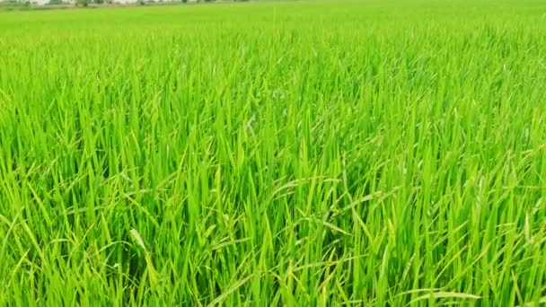 Rice Field Green Grass Landscape Background Dolly Slider Scene — Stock Video