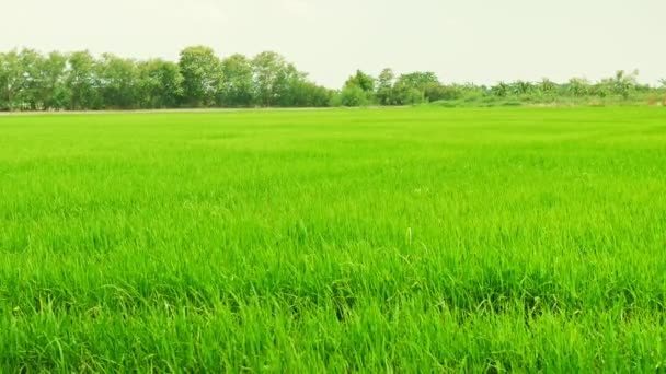Рисовое Поле Зеленый Пейзаж Травы Фон Куколкой Слайдер Сцены — стоковое видео