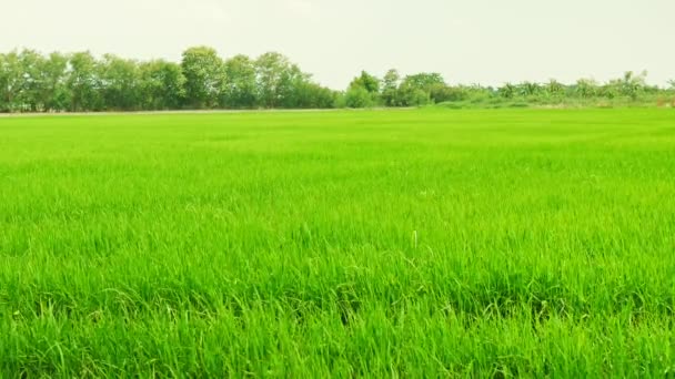 Reisfeld Grüne Graslandschaft Hintergrund Mit Dolly Schieberegler Szene — Stockvideo