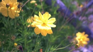 Hafif Rüzgar ve yumuşak odak ile doğada sarı çiçek çiçeklenme.