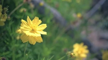 Hafif Rüzgar ve yumuşak odak ile doğada sarı çiçek çiçeklenme.