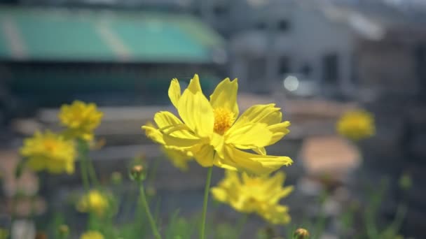 Flores amarelas estão florescendo na natureza com vento suave e foco suave . — Vídeo de Stock