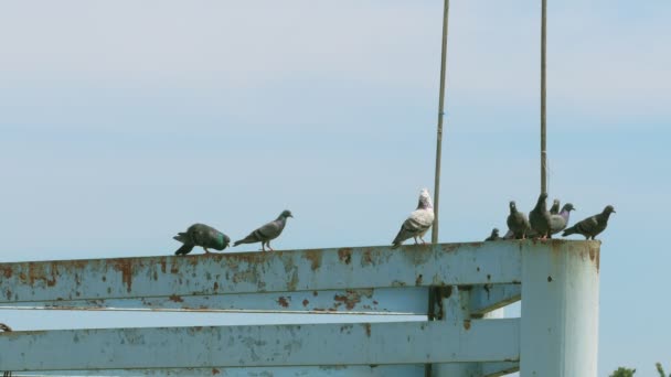 La isla de las palomas y jugar en el pilar de hierro del pontón esperando el barco a través de . — Vídeos de Stock