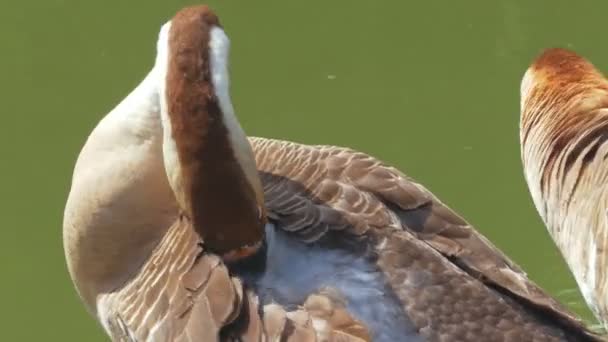 Die Gänse sonnen sich morgens in der Nähe des natürlichen Wasserbereichs. — Stockvideo