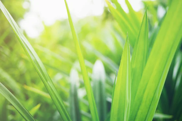 Grüne Blatt Weichen Fokus Mit Nahaufnahme Der Natur Blick Auf — Stockfoto