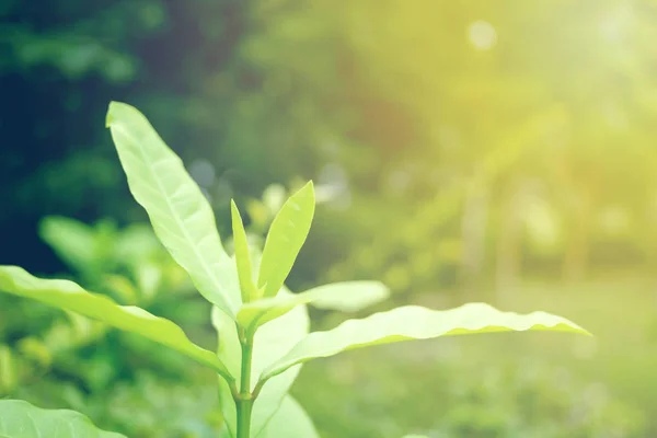 Grönt Blad Mjuk Fokus Med Närbild Naturen Suddig Grönska Bakgrund — Stockfoto