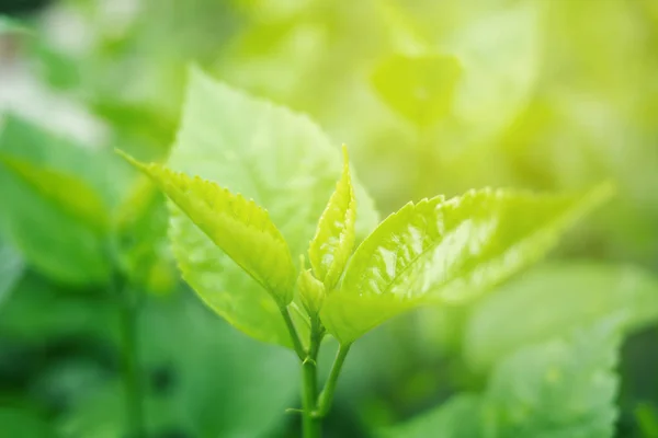 绿叶软焦点与特写在自然视野中的模糊绿地背景与复制空间使用设计壁纸概念 — 图库照片