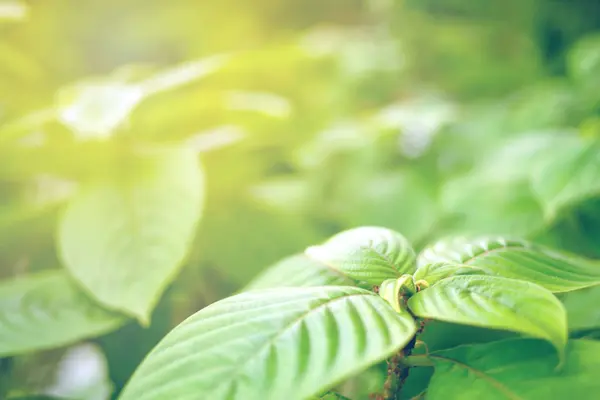 Grönt Blad Mjuk Fokus Med Närbild Naturen Suddig Grönska Bakgrund — Stockfoto