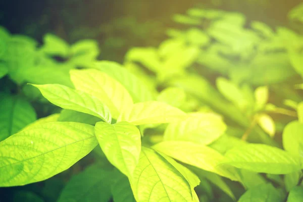 Hoja Verde Enfoque Suave Con Primer Plano Vista Naturaleza Fondo — Foto de Stock