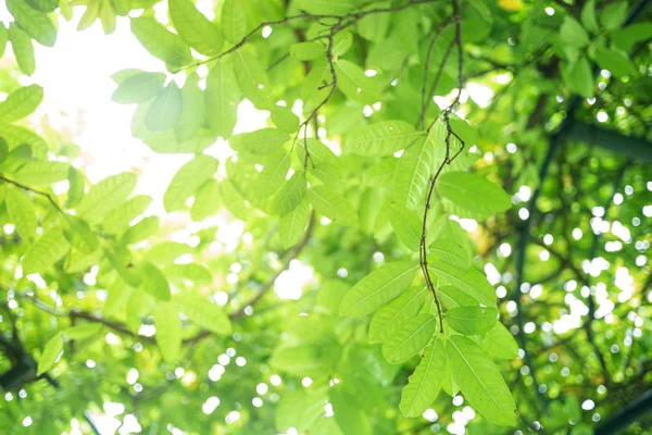 Grönt Blad Mjuk Fokus Med Närbild Naturen Suddig Grönska Bakgrund — Stockfoto