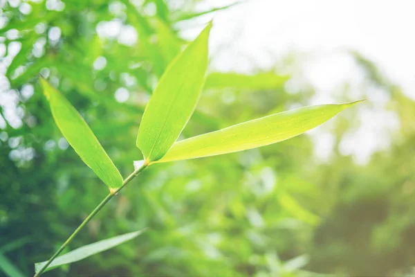 Grüne Blatt Weichen Fokus Mit Nahaufnahme Der Natur Blick Auf — Stockfoto