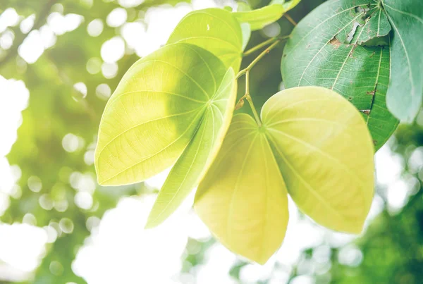 Folha Verde Foco Macio Com Close Visão Natureza Fundo Vegetação — Fotografia de Stock