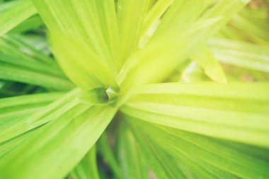 Yeşil yaprak yumuşak odak bulanık yeşil arka bahçesinde bulunan kopya alanı kullanım için duvar kağıdı tasarım doğa görünümünde closeup ile.