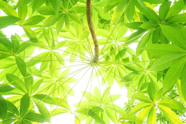 Grönt Blad Mjuk Fokus Med Närbild Naturen Suddig Grönska Bakgrund — Stockfoto