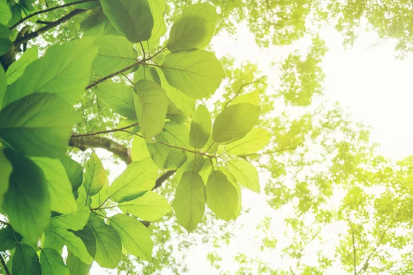 Grüne Blatt Weichen Fokus Mit Nahaufnahme Der Natur Blick Auf — Stockfoto