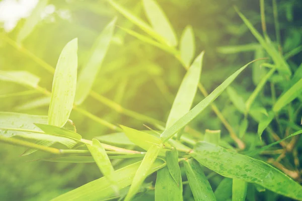 Grüne Blatt Weichen Fokus Mit Nahaufnahme Der Natur Blick Auf — Stockfoto