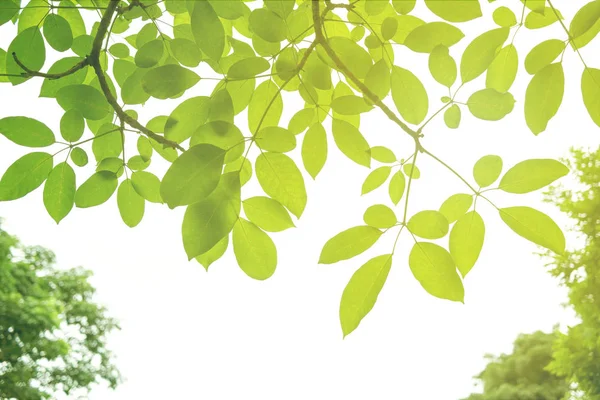 Πράσινο Φύλλο Μαλακό Εστία Closeup Στην Φύση Προβολή Φόντο Θολή — Φωτογραφία Αρχείου