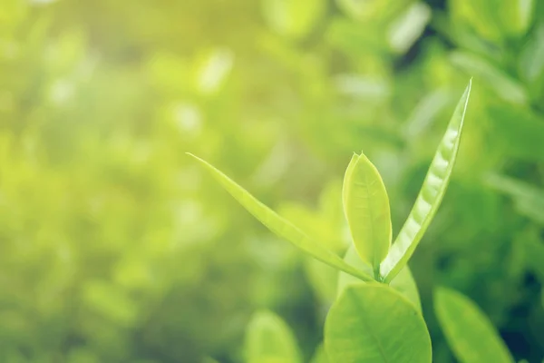 Folha Verde Foco Macio Com Close Visão Natureza Fundo Vegetação — Fotografia de Stock