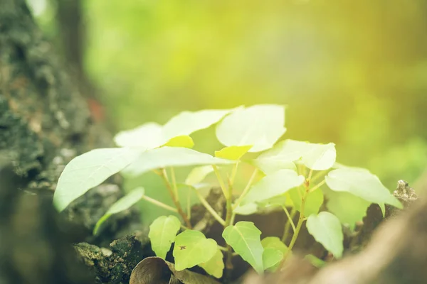 Green Leaf Soft Focus Closeup Nature View Blurred Greenery Background — Stock Photo, Image