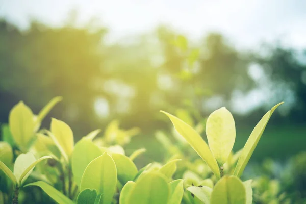 Foglia Verde Soft Focus Con Primo Piano Vista Della Natura — Foto Stock