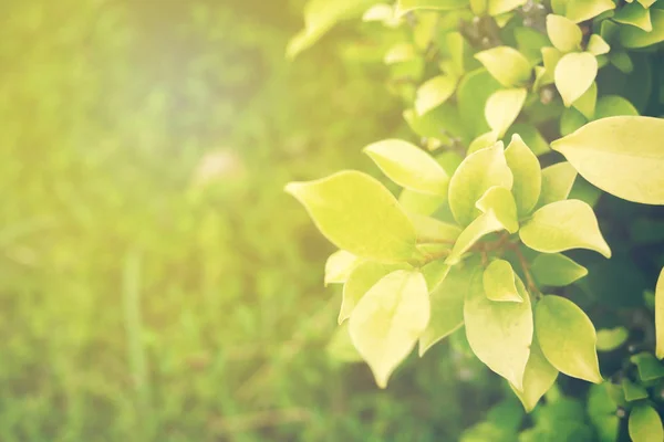 Grönt Blad Mjuk Fokus Med Närbild Naturen Suddig Grönska Bakgrund — Stockfoto