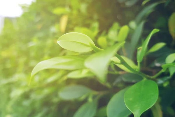 Grönt Blad Mjuk Fokus Med Närbild Naturen Suddig Grönska Bakgrund — Stockfoto