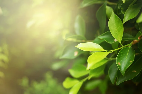 Який Фокус Зеленого Листя Крупним Планом Фоні Розмитої Зелені Саду — стокове фото