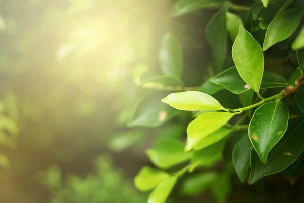 Grönt Blad Mjuk Fokus Med Närbild Naturen Suddig Grönska Bakgrund — Stockfoto