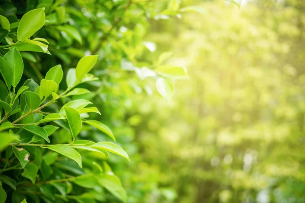 Grönt Blad Mjuk Fokus Med Närbild Naturen Suddig Grönska Bakgrund — Stockfoto