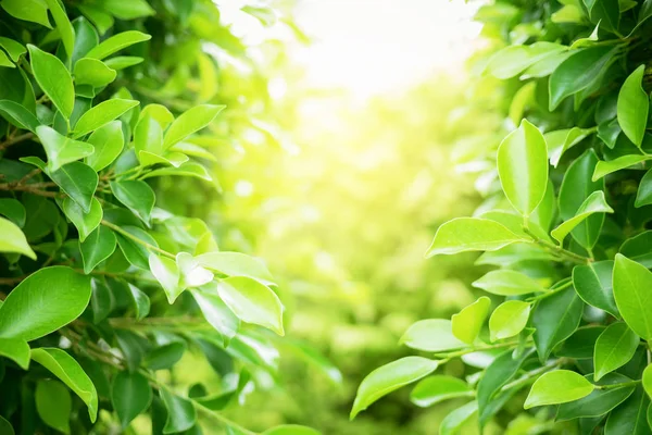 Grönt Blad Mjuk Fokus Med Närbild Naturen Suddig Grönska Bakgrund — Stockfoto