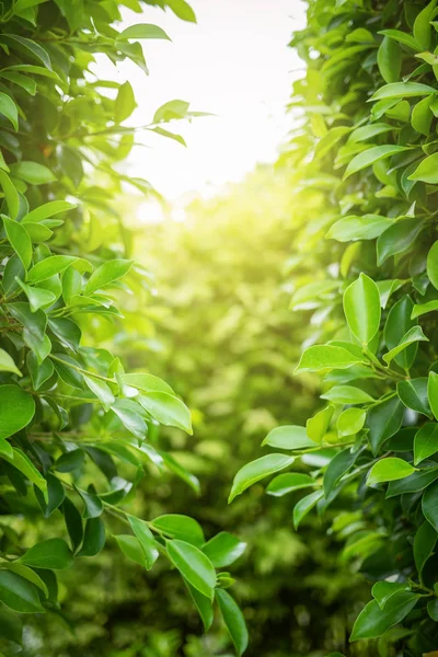 Gröna Blad Med Kopia Användning Diskutrymme För Design Koncept Tar — Stockfoto