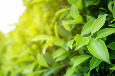 Yeşil yaprak ile kopya alanı kullanımını tasarım kavramı alır ile yumuşak odak ve bulanık yeşil arka plan bahçe doğa görünümünde closeup için.