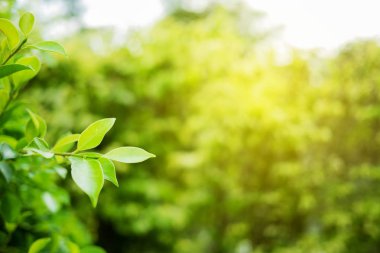 Yeşil yaprak ile kopya alanı kullanımını tasarım kavramı alır ile yumuşak odak ve bulanık yeşil arka plan bahçe doğa görünümünde closeup için.