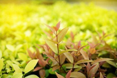 Yeşil yaprak kopya alanı kullanımını tasarım kavramı alır ile yumuşak odak ve portre için doğa manzaralı bahçesinde bulanık yeşillik zemin üzerine.