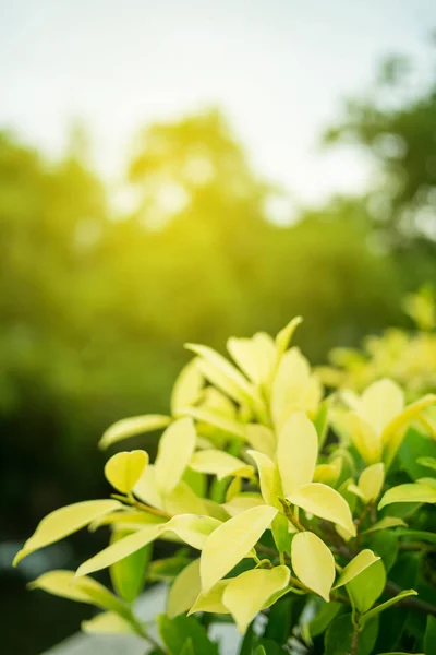 Gröna Blad Naturen Med Kopia Användning Diskutrymme För Design Koncept — Stockfoto