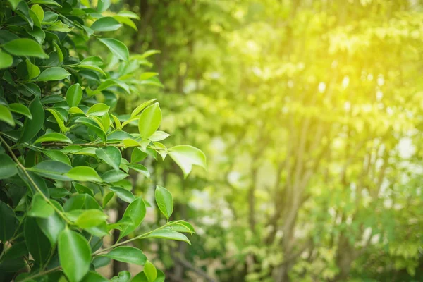 Gröna Blad Naturen Med Kopia Användning Diskutrymme För Design Koncept — Stockfoto