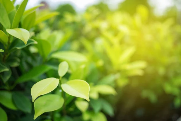 Grünes Blatt Der Natur Ansicht Mit Kopierfläche Nutzung Für Design — Stockfoto