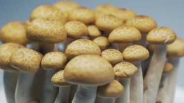 Taze mantar yavaş yavaş da mantarlar ayrıntılarla Studio'da döndürme.