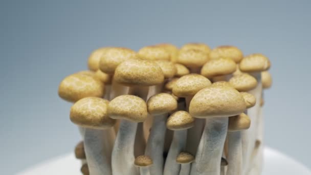 Les Champignons Frais Tournent Lentement Dans Studio Avec Les Détails — Video