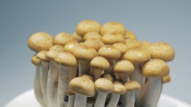 Funghi Freschi Stanno Lentamente Ruotando Studio Con Dettagli Dei Funghi — Video Stock