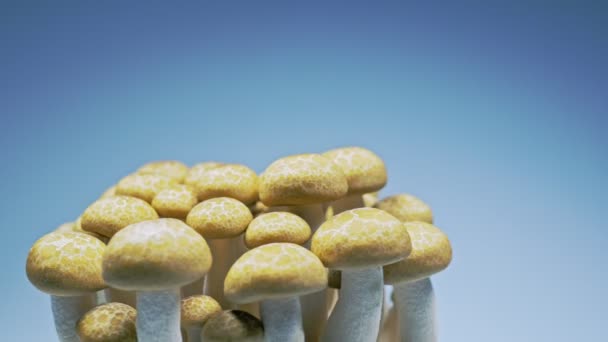Cogumelos Frescos Estão Girando Lentamente Estúdio Com Detalhes Dos Cogumelos — Vídeo de Stock