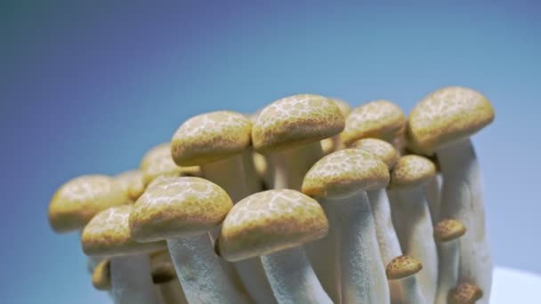 Cogumelos Frescos Estão Girando Lentamente Estúdio Com Detalhes Dos Cogumelos — Vídeo de Stock