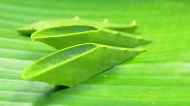 Taze aloe vera dilim yavaş yavaş ayrıntıları ile stüdyoda döndürme.