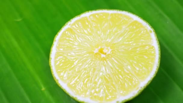 Taze yeşil limon dilimi yavaşça ayrıntıları ile stüdyoda döndürme. — Stok video