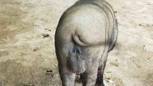 Boar Swinging Its Tail Rapidly Natural Area Island Thailand — Stock Video